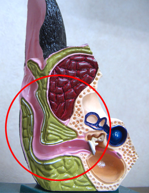 耳の中の様子